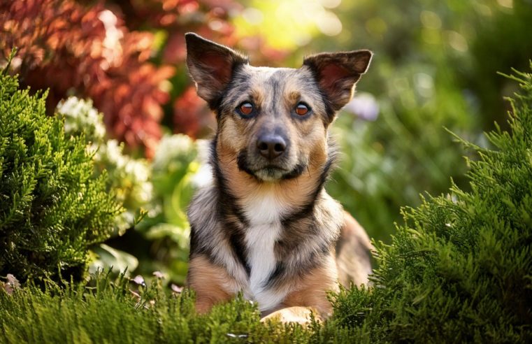 Ventajas de adoptar un perro mestizo: una decisión con impacto positivo