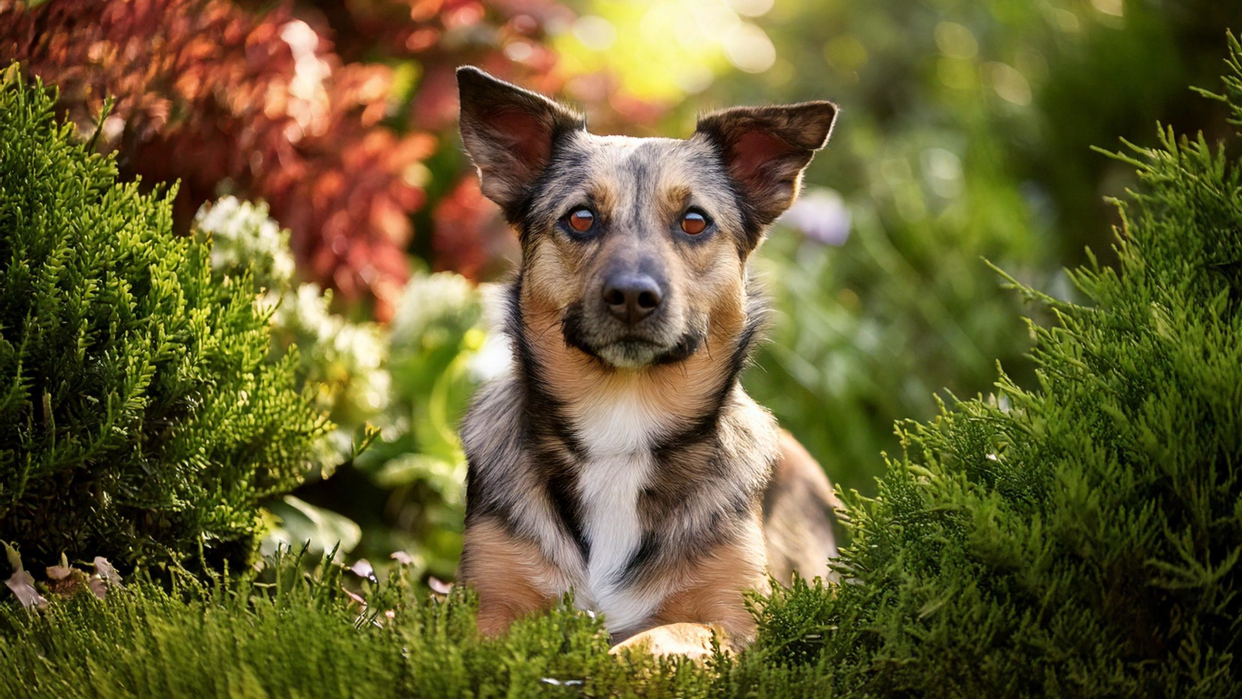 Ventajas de adoptar un perro mestizo: una decisión con impacto positivo