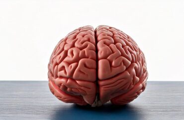 El cerebro humano