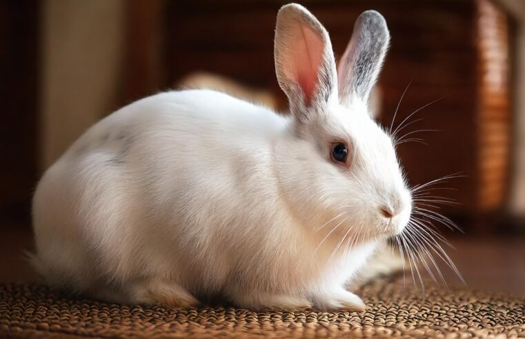 Conejos: compañeros inteligentes, tiernos y perfectos para el hogar